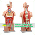 Teaching Models Plastic Human Torso Anatomy with Removable Organs